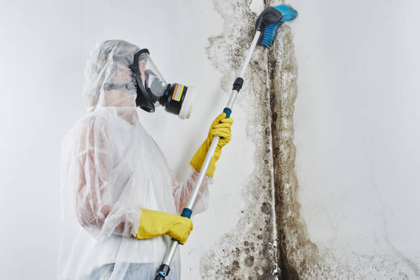 Best Mold Testing and Inspection Services in Fowler, CA