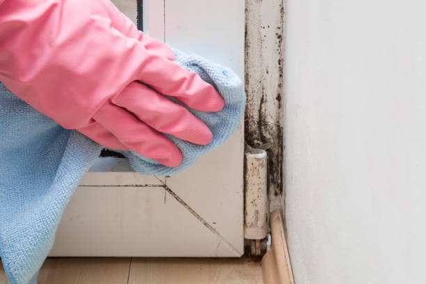 Best Post-Flood Mold Remediation in Fowler, CA